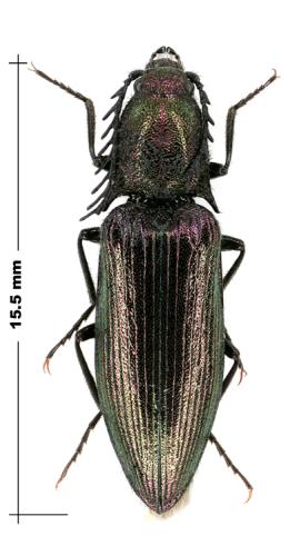 Ctenicera sp.