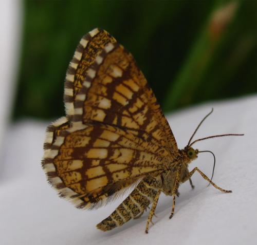 Réf. 62 660 : Chiasmia clathrata