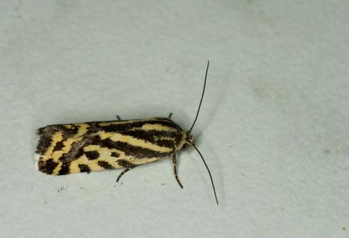 Acontia trabealis