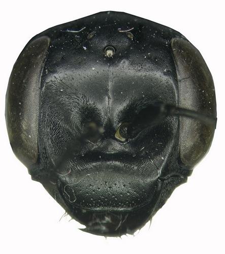 Entomobora plicata