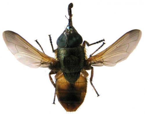 Rhinia sp.
