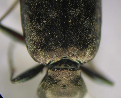 Réf. 62 289 : Asaphidion caraboides