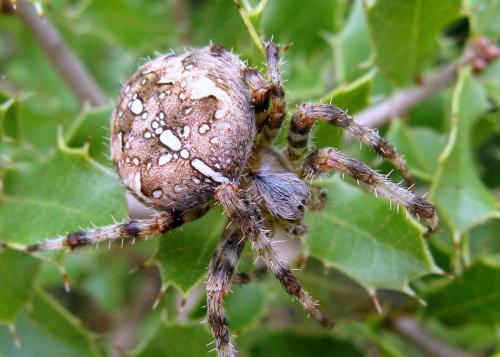 Araneus diadematus