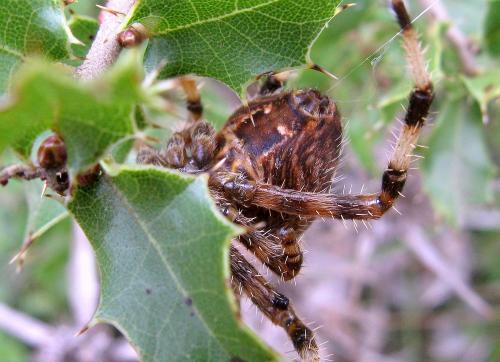 Araneus pallidus