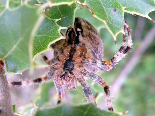 Araneus diadematus