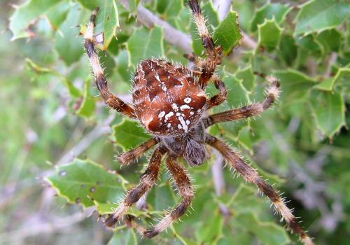 Réf. 62 826 : Araneus pallidus