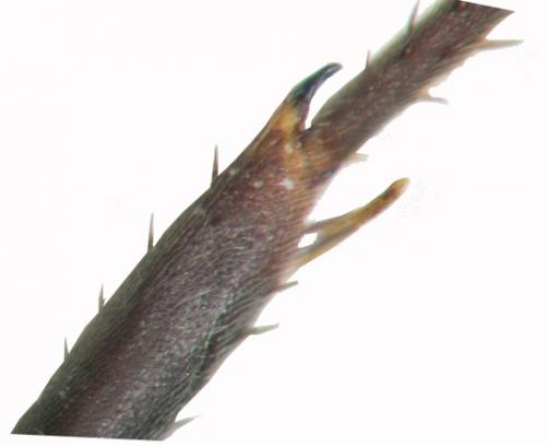Réf. 62 868 : Caliadurgus fasciatellus