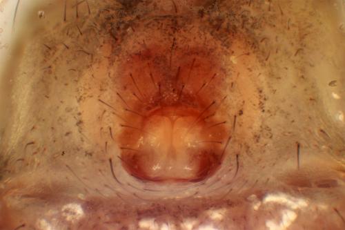 Episinus maculipes