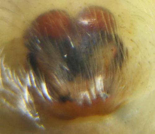 Réf. 62 649 : Clubiona terrestris