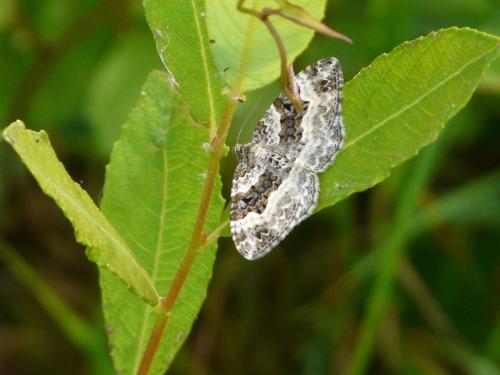 Epirrhoe alternata