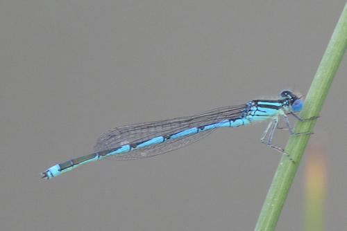 Erythromma lindenii