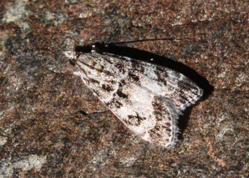 Réf. 62 639 : Eudonia sp.