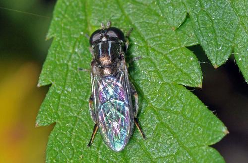 Réf. 62 557 : Eumerus sp.