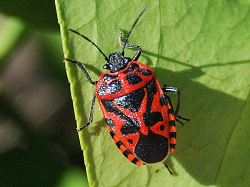 Eurydema ventralis