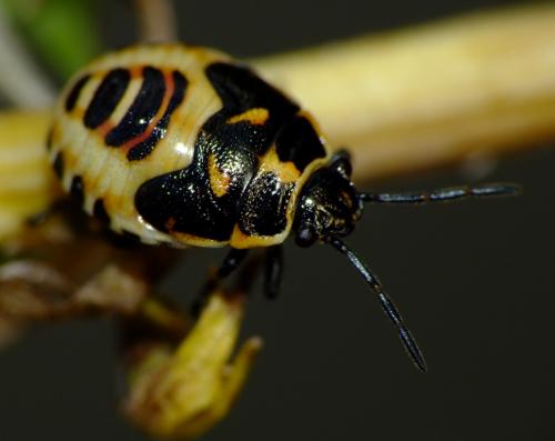 Eurydema oleracea