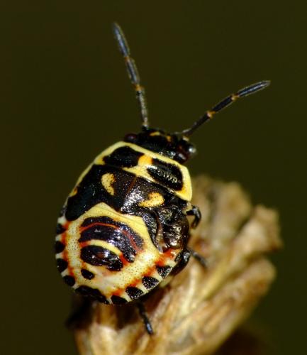 Réf. 62 863 : Eurydema oleracea