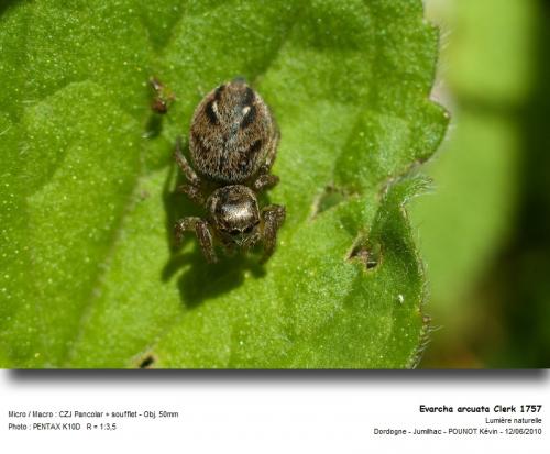 Evarcha sp.