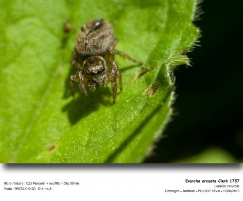 Evarcha sp.