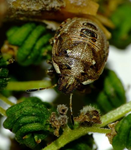 Réf. 62 779 : Eysarcoris aeneus
