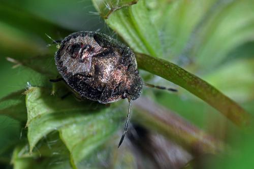 Holcostethus sp.
