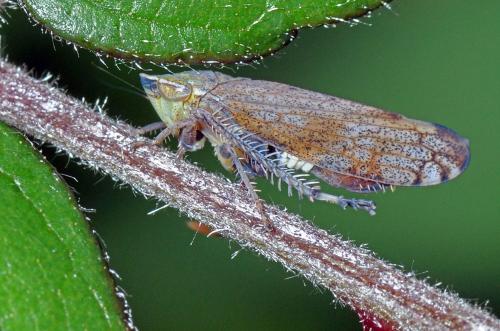 Fieberiella florii