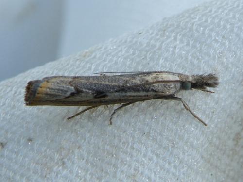 Agriphila geniculea