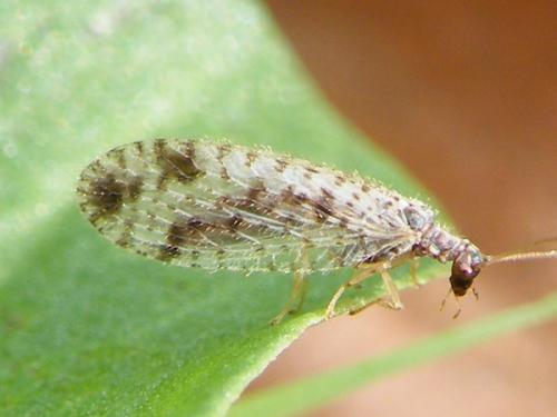 Micromus variegatus