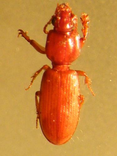 Clivina sp.