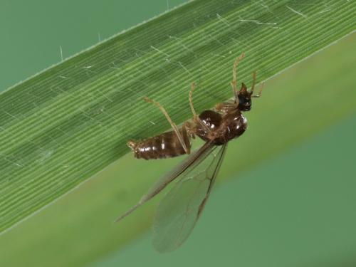 Lasius flavus
