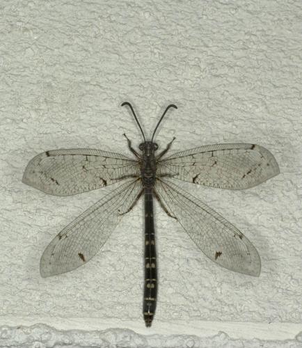 Réf. 62 622 : Distoleon tetragrammicus