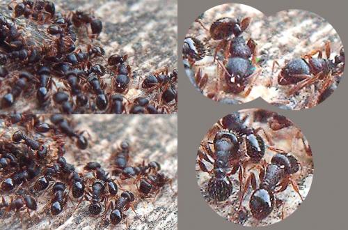 Réf. 62 551 : Tetramorium sp.