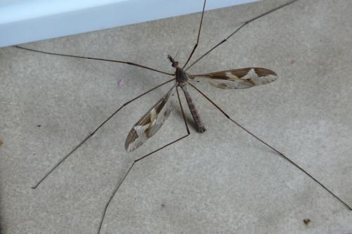 Tipula repanda