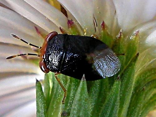 Geocoris erythrocephalus