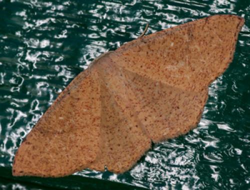 Réf. 62 154 : Cyclophora ruficiliaria