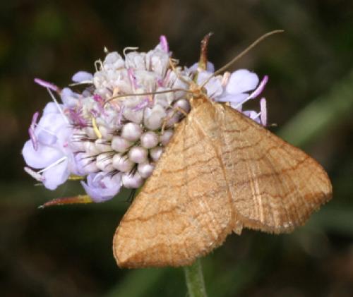 Réf. 62 188 : Carsia lythoxylata