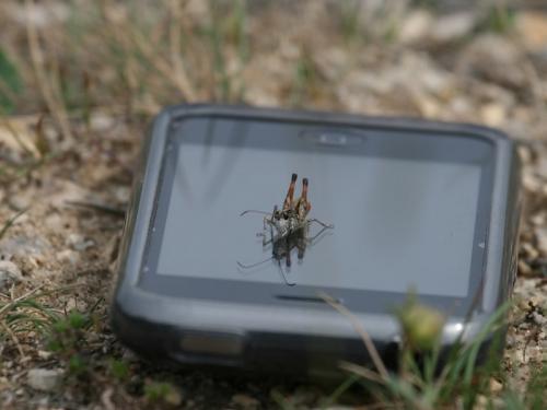 Myrmeleotettix maculatus maculatus
