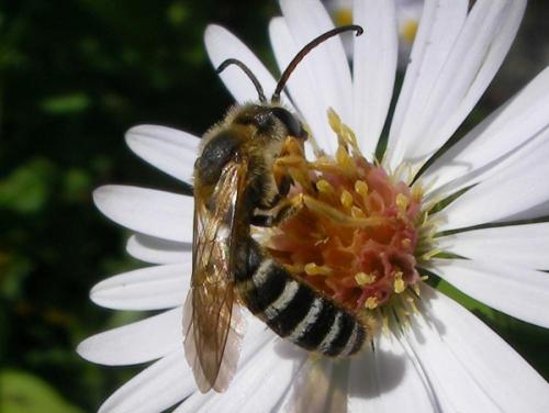 Réf. 62 987 : Halictus scabiosae