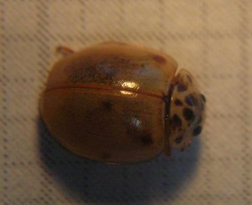 Adalia decempunctata