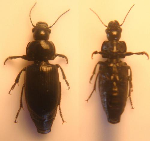 Anisodactylus signatus
