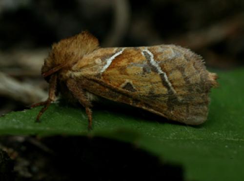 Triodia sylvina