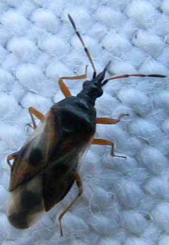 Anthocoris nemorum