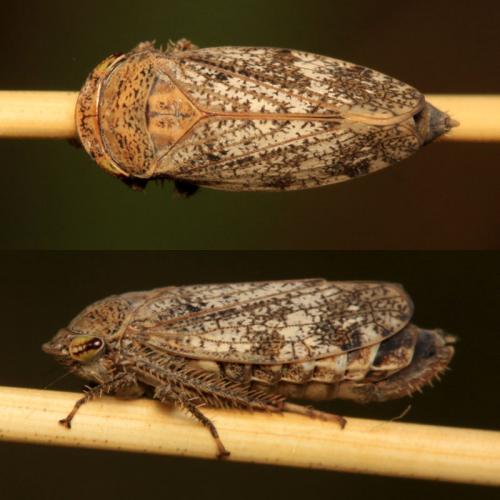 Selenocephalus conspersus
