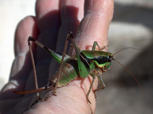Réf. 62 950 : Eupholidoptera chabrieri chabrieri