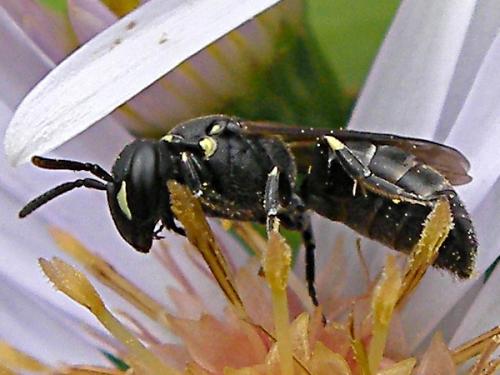 Réf. 62 946 : Hylaeus sp.