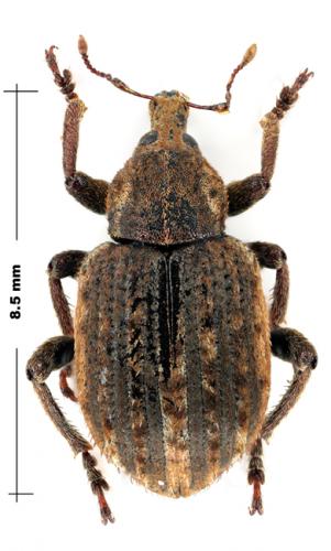 Réf. 62 449 : Brachypera zoilus