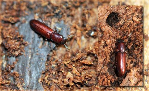 Corticeus unicolor