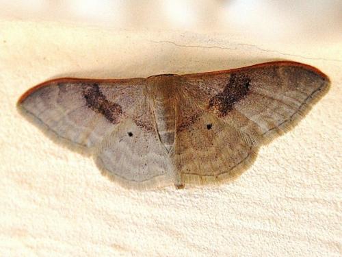 Réf. 62 481 : Idaea degeneraria