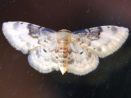 Réf. 62 012 : Idaea filicata