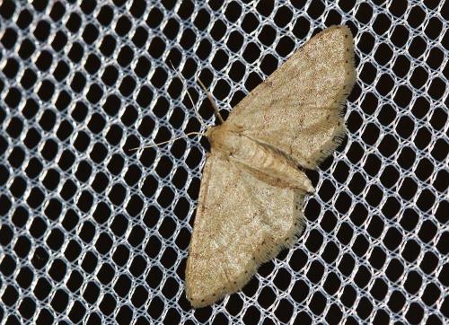 Idaea infirmaria