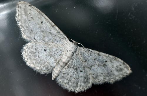 Idaea seriata